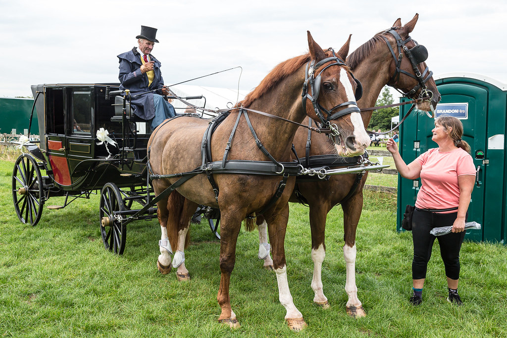 Horse and carriage for a wedding